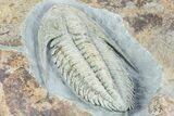Lower Cambrian Trilobite (Termierella) - Issafen, Morocco #381246-5